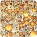 Псилоцибиновые (галлюциногенные)  грибы Psilocybin "Golden Teacher" в Старой Купавне